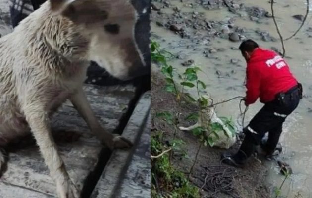 Rescatan a perrita que estaba a punto de ser arrastrada por río en Hidalgo