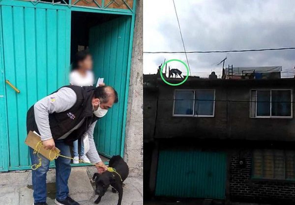 Rescatan a perrito abandonado en azota en Ecatepec gracias a denuncia en redes