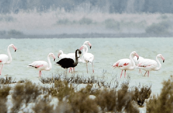 Reaparece en Chipre por quinta ocasión mítico flamenco negro