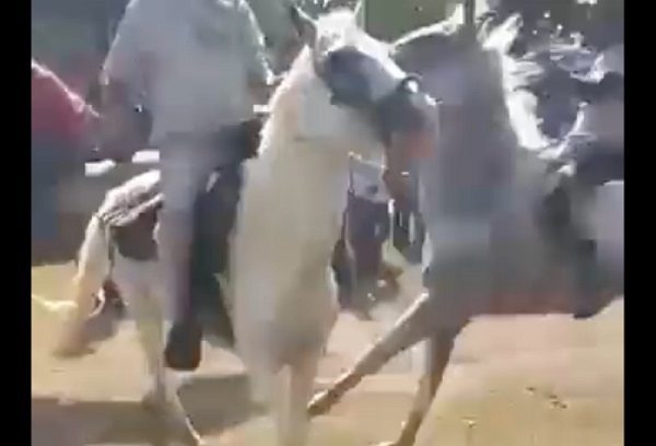 Carrera de caballos en Tabasco termina en tragedia; hombre muere impactado #VIDEO