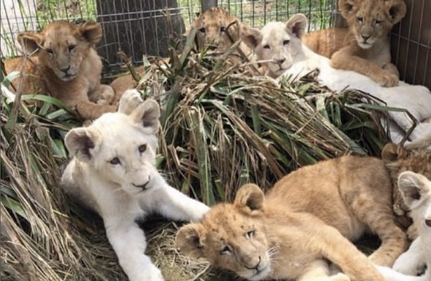 Trasladan a Puebla a seis felinos que sufrieron maltrato en predio del Ajusco