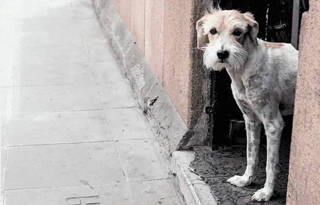 Cae sujeto que mató a tiros a perrito en Sinaloa