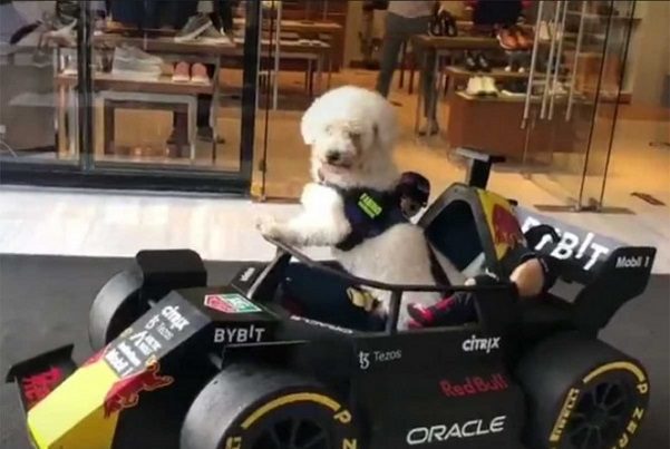 Fabbio, el perrito que sigue los pasos de 'Checo' Pérez #VIDEOS