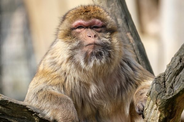 Abaten a uno de los macacos que sembró terror en Japón