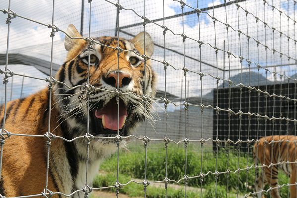Han sido transportados a 5 estados más de 100 ejemplares del Black Jaguar: Profepa