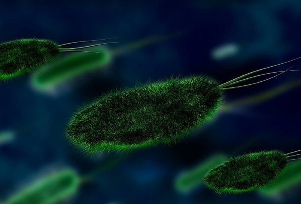 EU emite alerta por localización de bacteria que provoca rara enfermedad