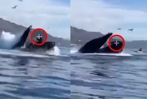 ¡Increíble! Ballena jorobada casi se traga a dos mujeres en California #VIDEO