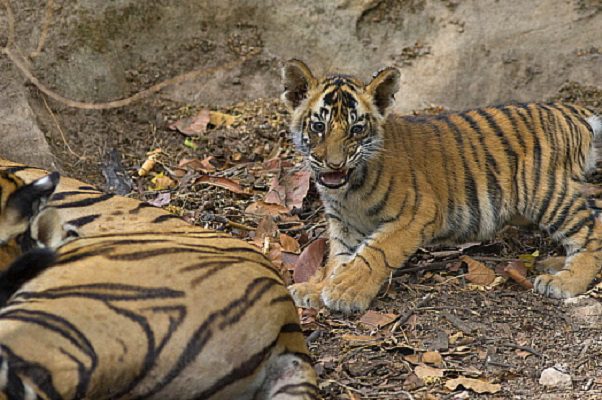 Se ha triplicado la población de tigres salvajes en Nepal en los últimos 12 años