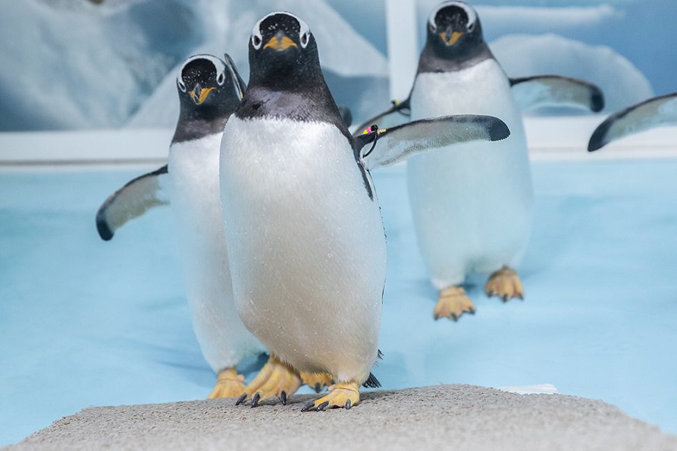 Acuario Inbursa celebra su octavo aniversario