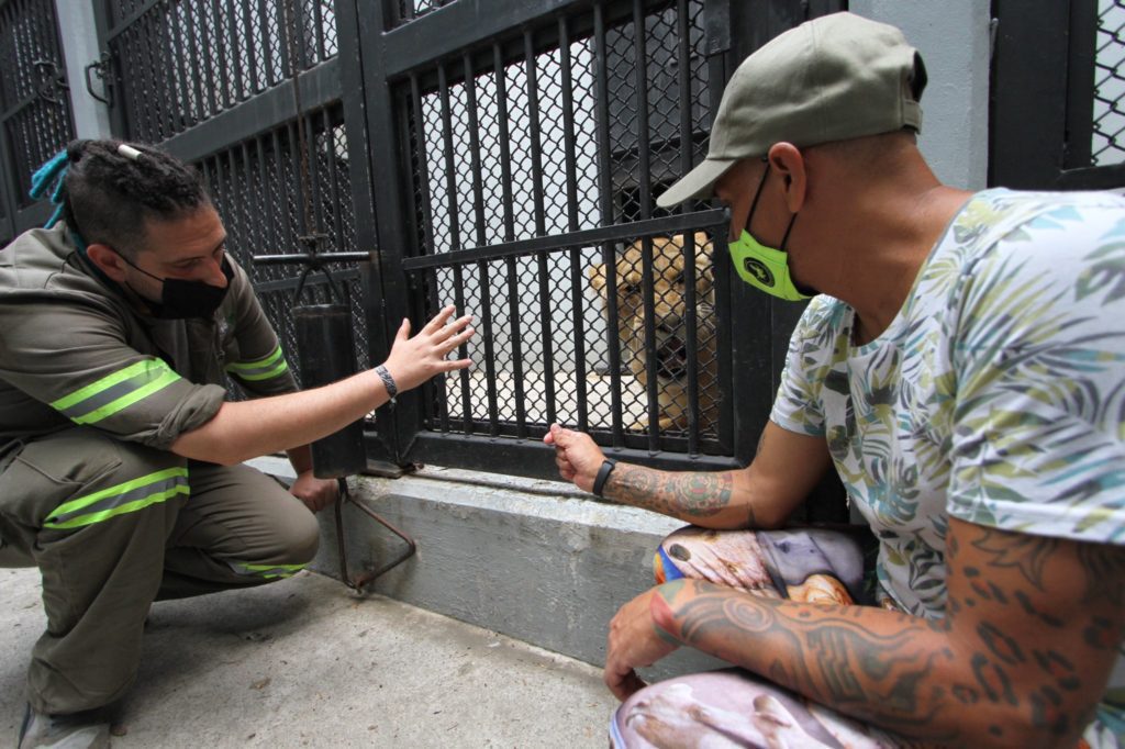 Animales rescatados del albergue del Ajusco en el Zoológico de Chapultepec