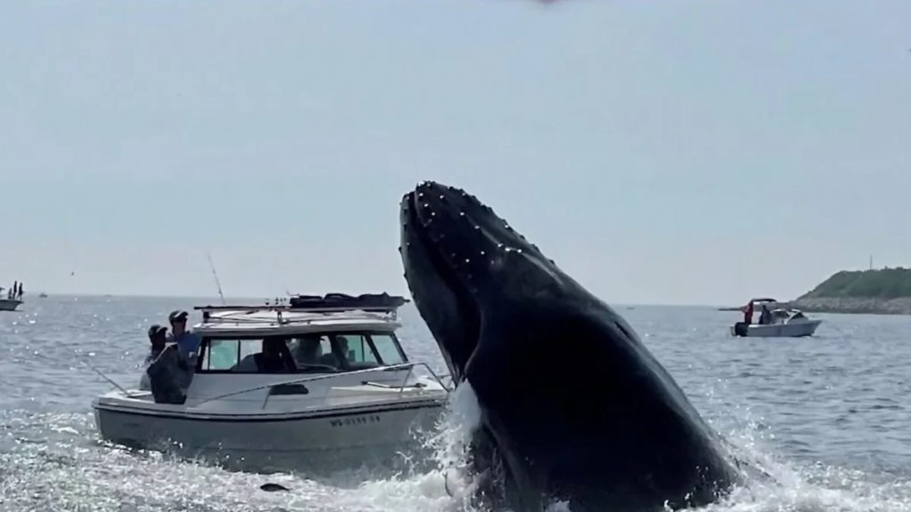 Ballena jorobada golpea una embarcación en Massachusetts