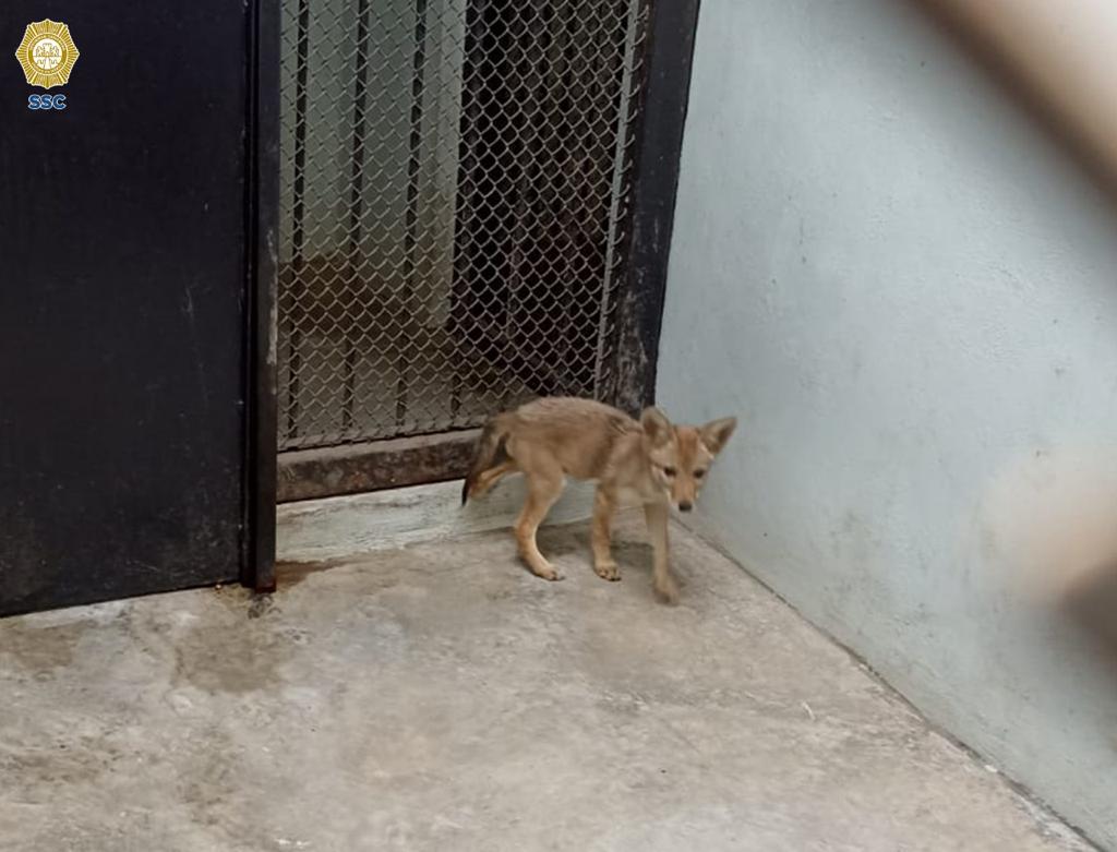 Cachorro de coyote que deambulaba en Azcapotzalco