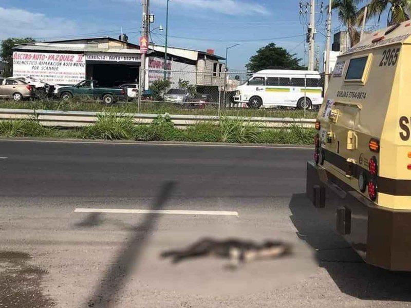 Camioneta de valores arrastra a un perrito en Morelos