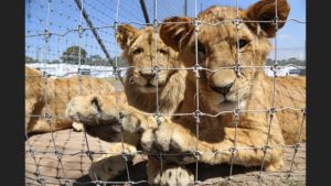 50 felinos del Ajusco serán enviados el lunes a distintos zoológicos del país