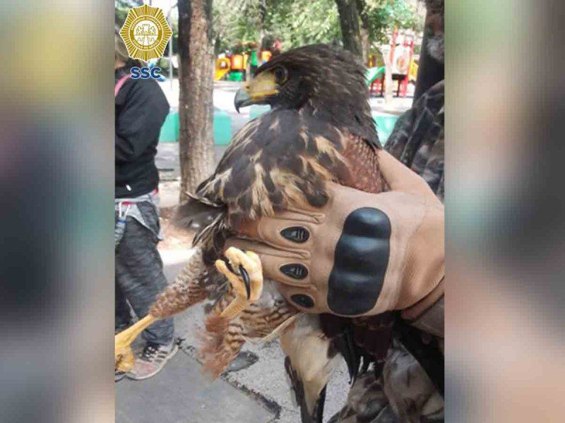 Halcón herido rescatado en un parque de la Miguel Hidalgo