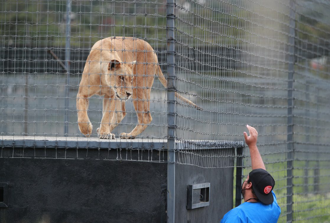 Leona en la Fundación Black Jaguar-White Tiger
