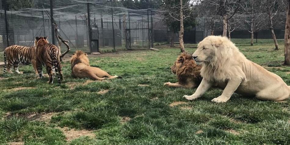 Refugio de felinos Black Jaguar-White Tiger