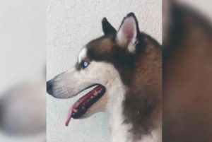 Denuncian a escuela para perros en Monterrey por negligencia y desaparición de ‘lomitos’