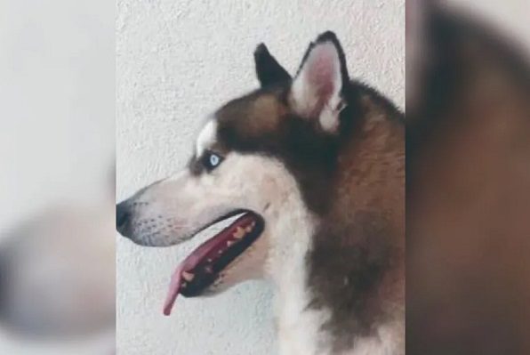 Denuncian a escuela para perros en Monterrey por negligencia y desaparición de 'lomitos'