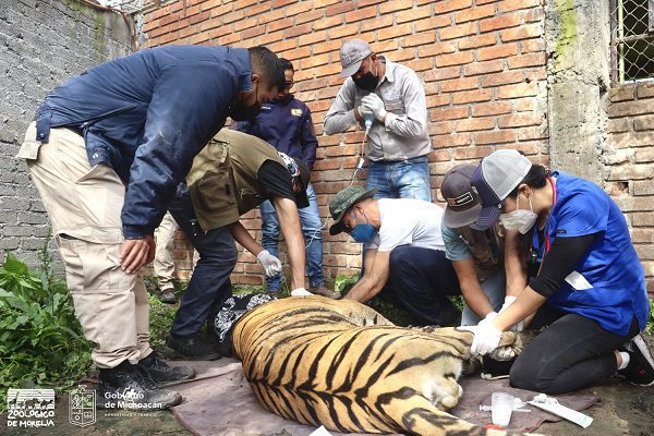 Encuentran a un tigre baleado al investigar un homicidio en Michoacán