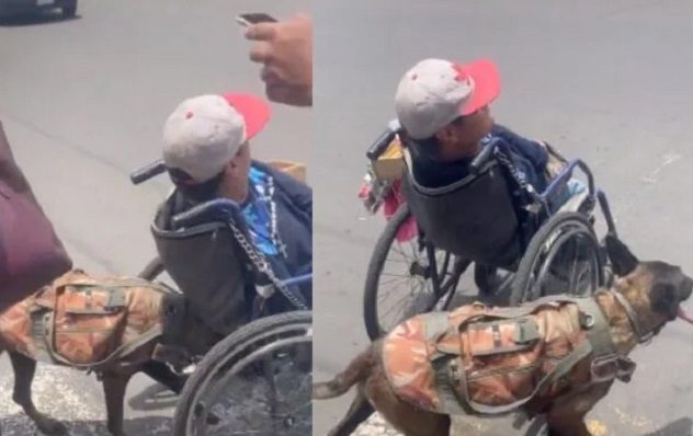 Perrita ayuda a su dueño con discapacidad en Ecatepec #VIDEO