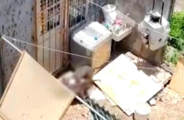 Denuncian que dueños alimentan a pitbulls con carne de perro en Puebla