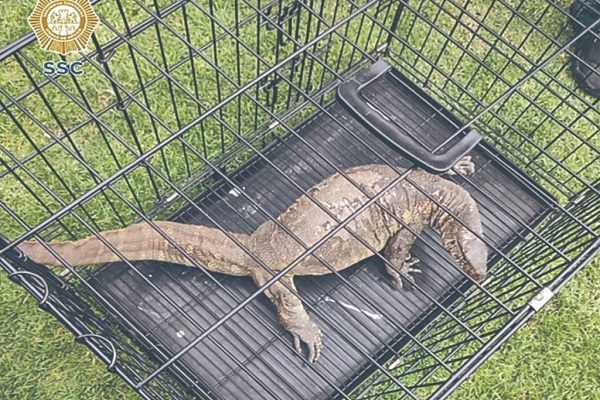 Rescatan a reptil que nadaba por canales de Xochimilco #VIDEO