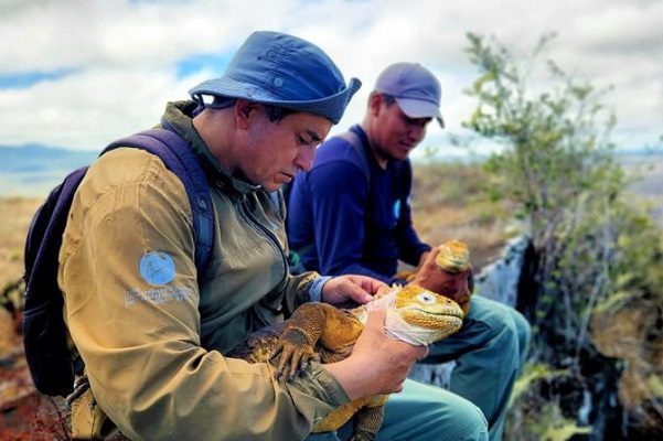 Tras dos siglos, vuelven a nacer iguanas terrestres en las Galápagos