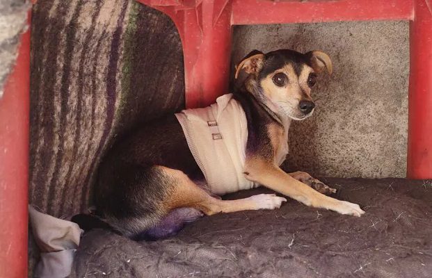 Joven apuñala cinco veces a perrita en Saltillo