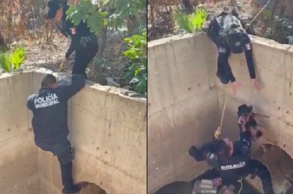 Policías de Culiacán rescatan a perrito atrapado durante dos días en drenaje #VIDEO