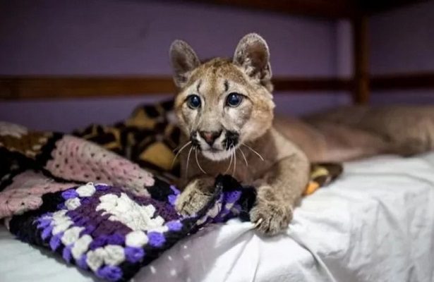 'Lola Limón', una puma en Argentina, es declarada como ser sintiente y con derechos