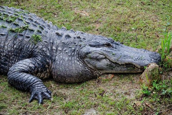 Padre salva a su hija de 8 años de ser devorada por un cocodrilo, en Tampico