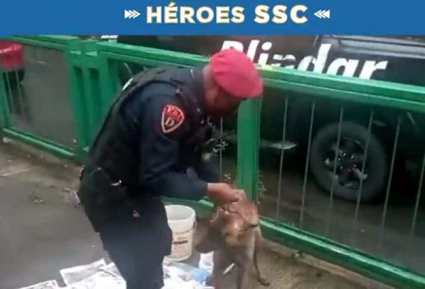 Perrita abandonada afuera de escuela en CDMX es integrada a Unidad Canina de la SSC