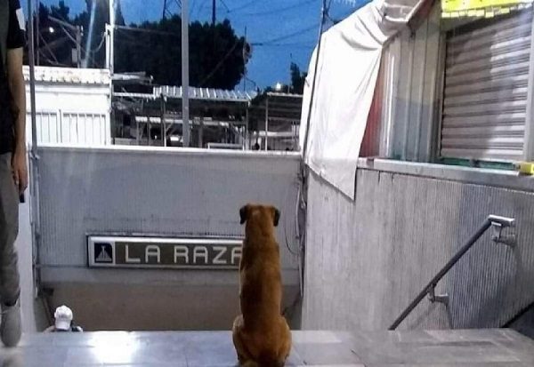 ¿El 'Hachiko' del metro La Raza? Esto es lo que se sabe del perrito viral en redes