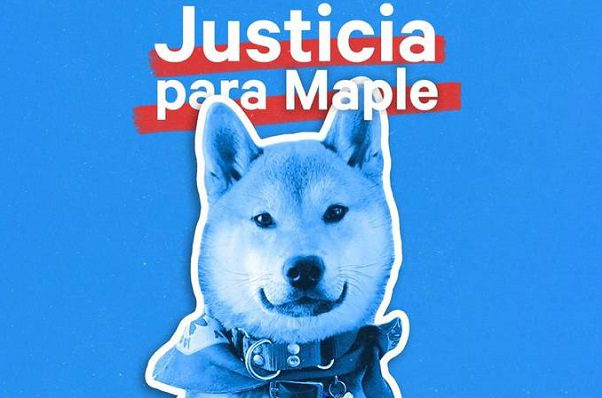 Fiscalía de CDMX ya revisa caso de 'Maple', perrito que murió en campamento