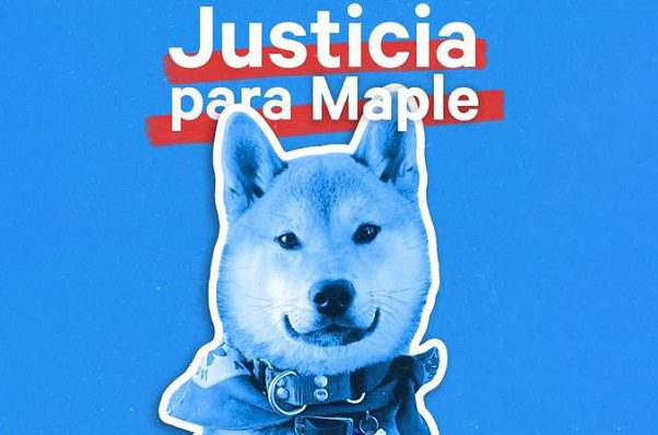 Fiscalía de CDMX ya revisa caso de 'Maple', perrito que murió en campamento
