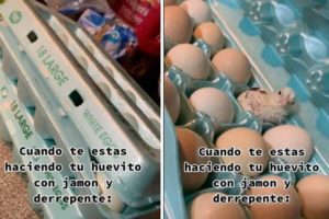 Mujer abre caja de huevo y encuentra un pollito vivo #VIDEO