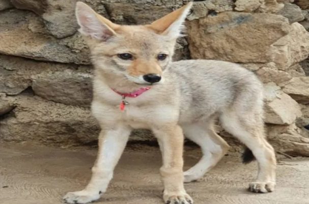 Nacen dos crías de coyote en el Zoológico de Tulancingo, Hidalgo