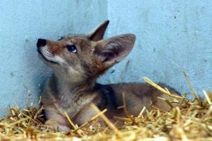 Cachorrita de coyote rescatada en CDMX está en buenas condiciones