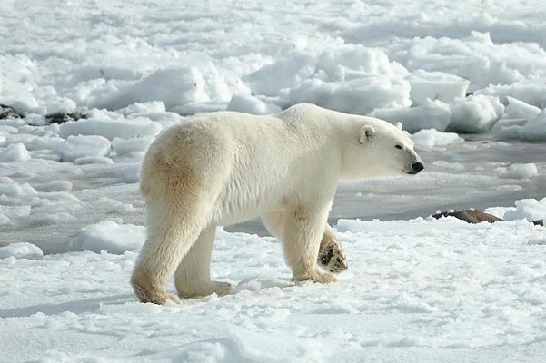 Oso polar hiere a una turista en un archipiélago noruego en el Ártico