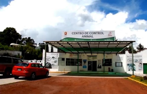 Denuncian maltrato de lomitos en Centro de Control y Bienestar de Toluca #VIDEOS
