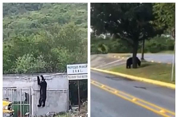 Un oso aprovecha el regreso a clases para aparecer en la UANL #VIDEO