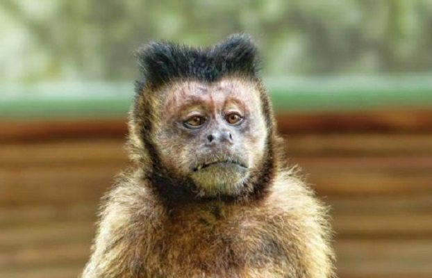 OMS alerta ataques a primates en Brasil ante temor por viruela del mono