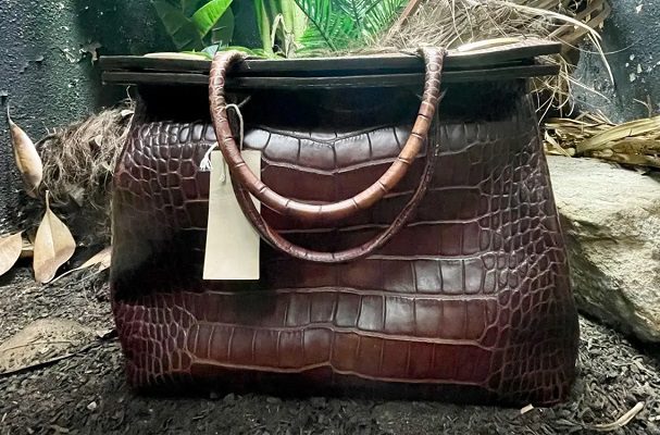 Zoológico de Londres exhibe bolsa de piel de cocodrilo siamés para concientizar