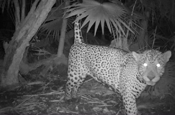 "El Jefe", el jaguar de 12 años que 'brinca' de México a EU sin restricciones