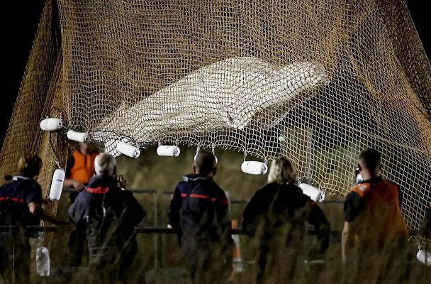 Pese a una operación de rescate, muere ballena beluga atrapada en el río Sena
