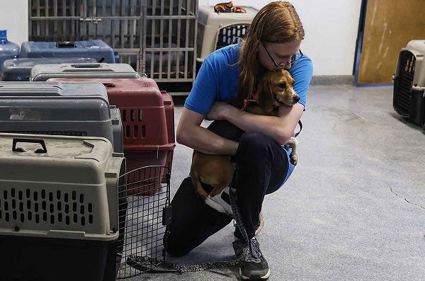 Más de 4 mil perritos beagle buscan hogar tras ser usados en experimentos farmacológicos