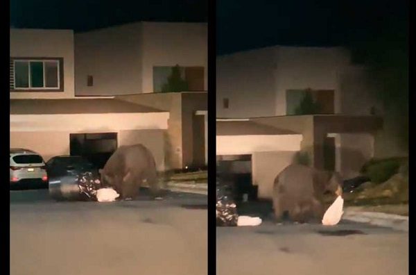Gigantesco oso sorprende a vecinos del sur de Monterrey #VIDEO