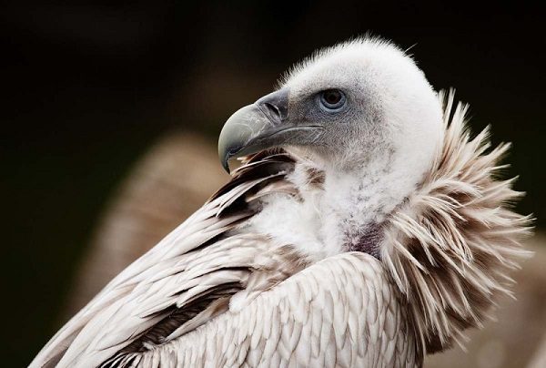 Envenenan a más de 150 buitres en peligro de extinción en África