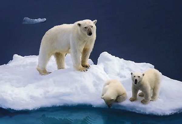 Ártico se está calentando 4 veces más rápido que el resto del mundo, alerta estudio
